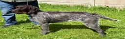 German Wirehaired Pointer dogs for sale: 2 year old GWP bitch in Saint Helens - Advert 5