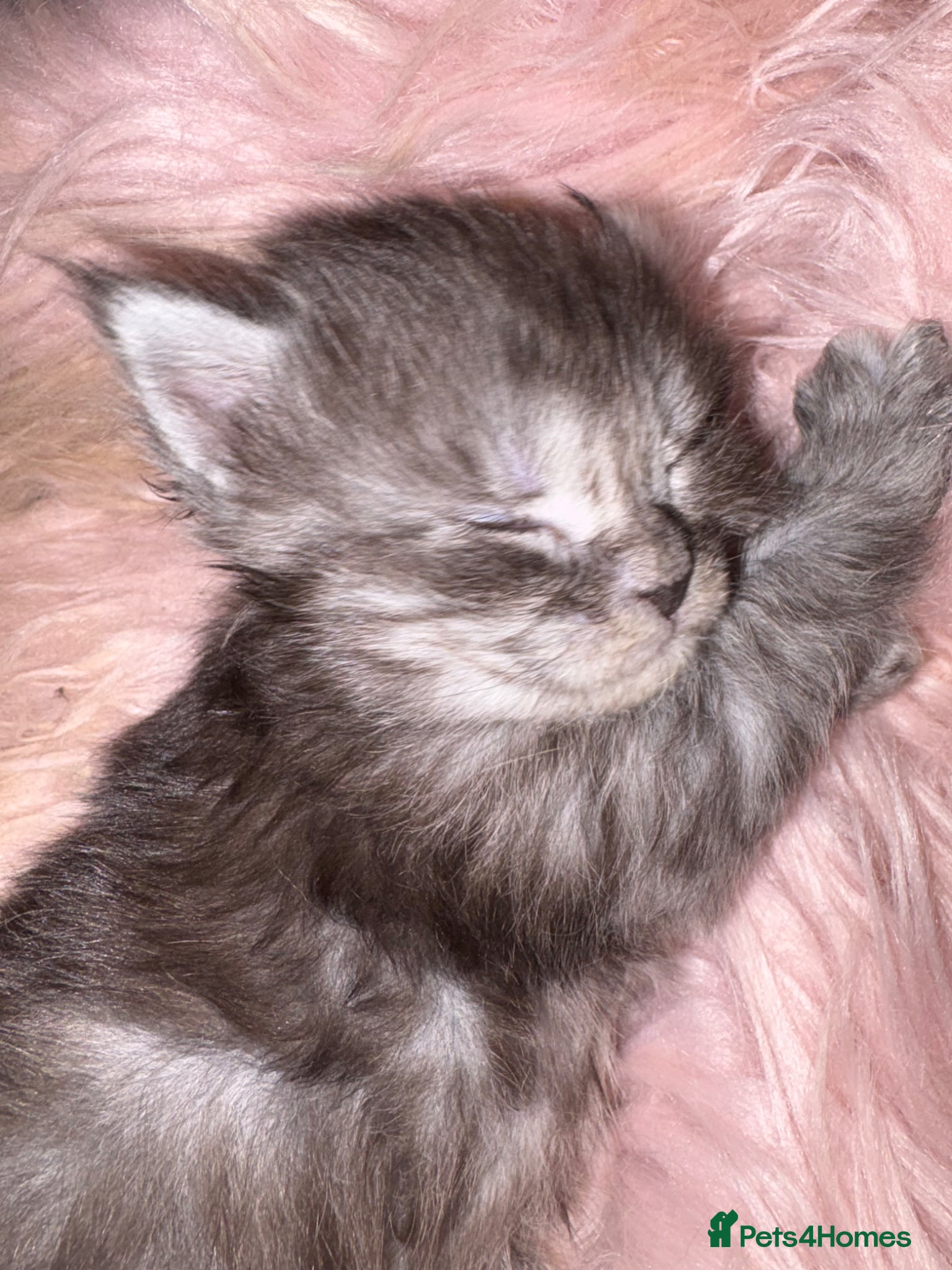Maine Coon cats Beautiful main coon kittens  - Advert 1