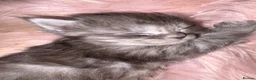 Maine Coon cats for sale: Beautiful main coon kittens  - Advert 1
