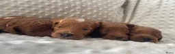 Cockapoo dogs for sale:  F1b American Cockapoos * Health Tested Parents * - Advert 20