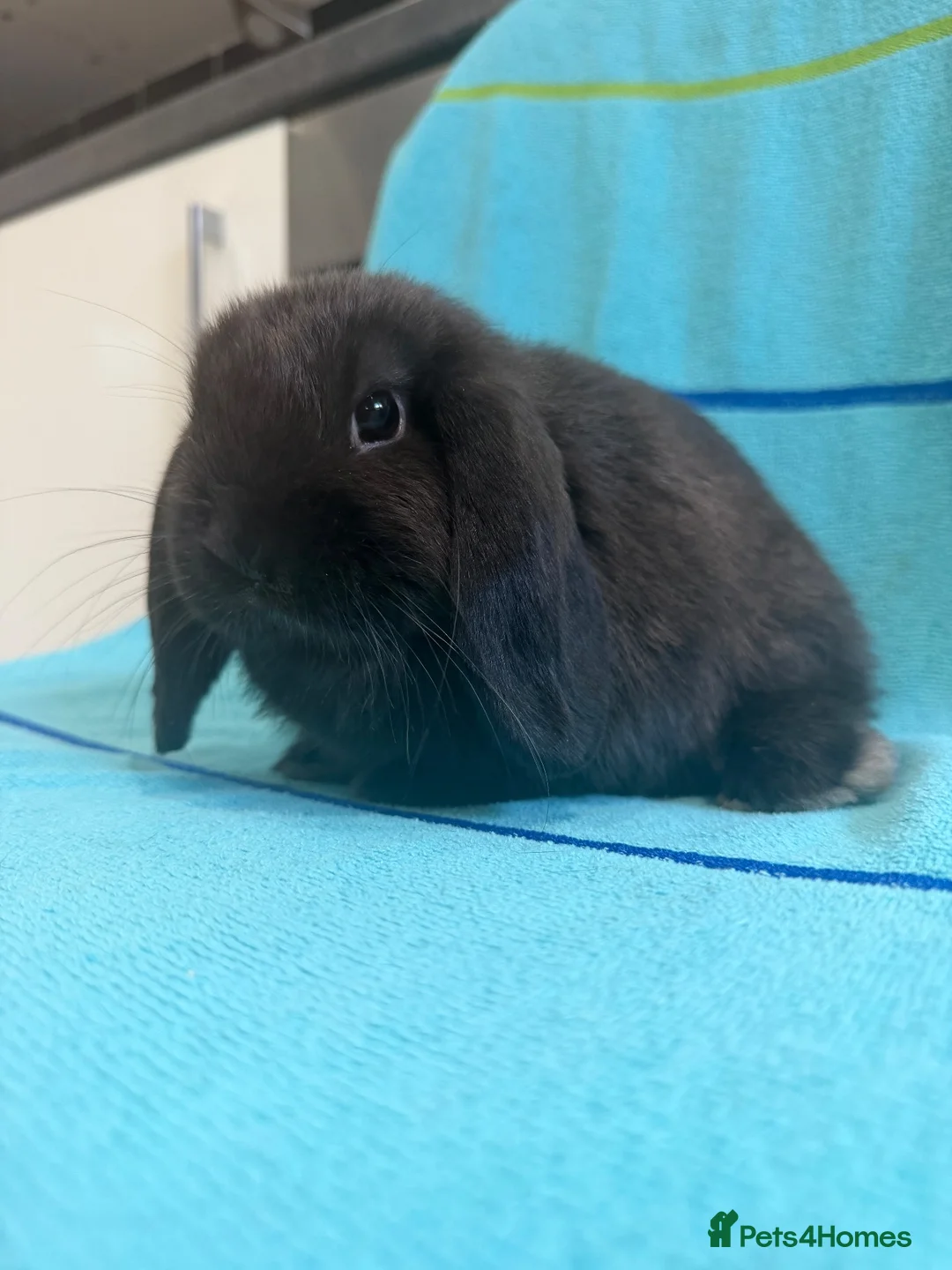 Mini Lop rabbits for sale: Pure bred mini lop babies ready now - Advert 2