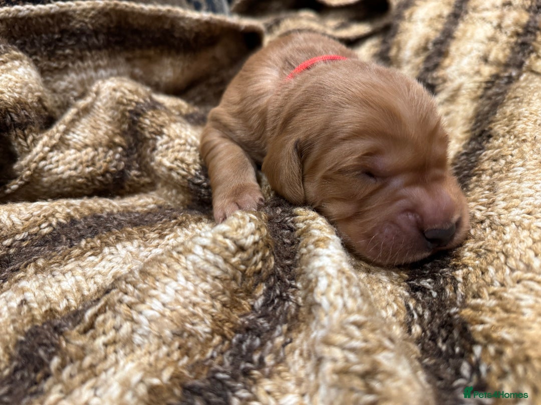 Golden Retriever dogs for sale: Working Golden Retriever puppies - Advert 3