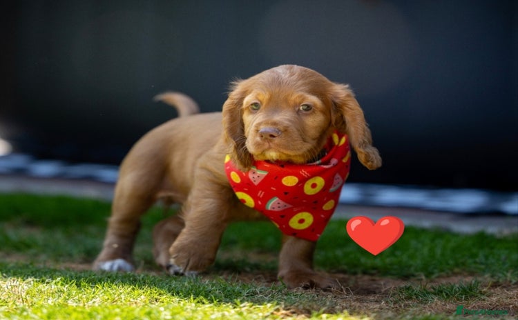 Cocker Spaniel dogs - Advert 16