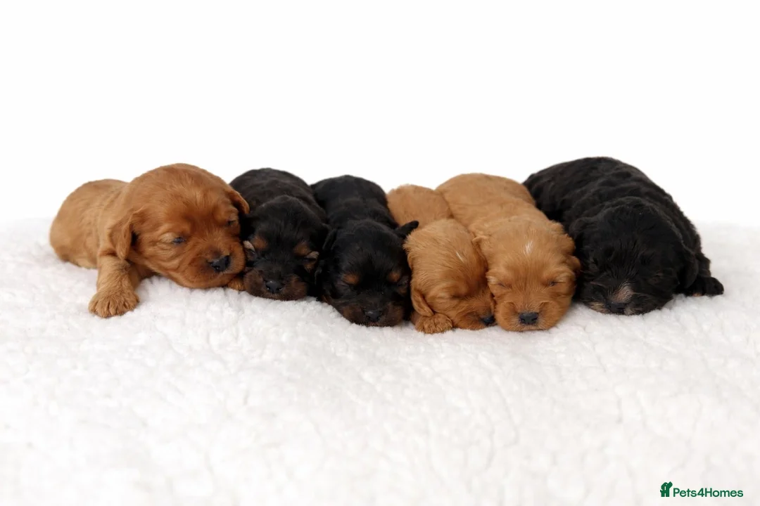 Cavapoo dogs for sale: Beautiful Cavapoo Puppies – Ready for Loving Homes - Advert 4