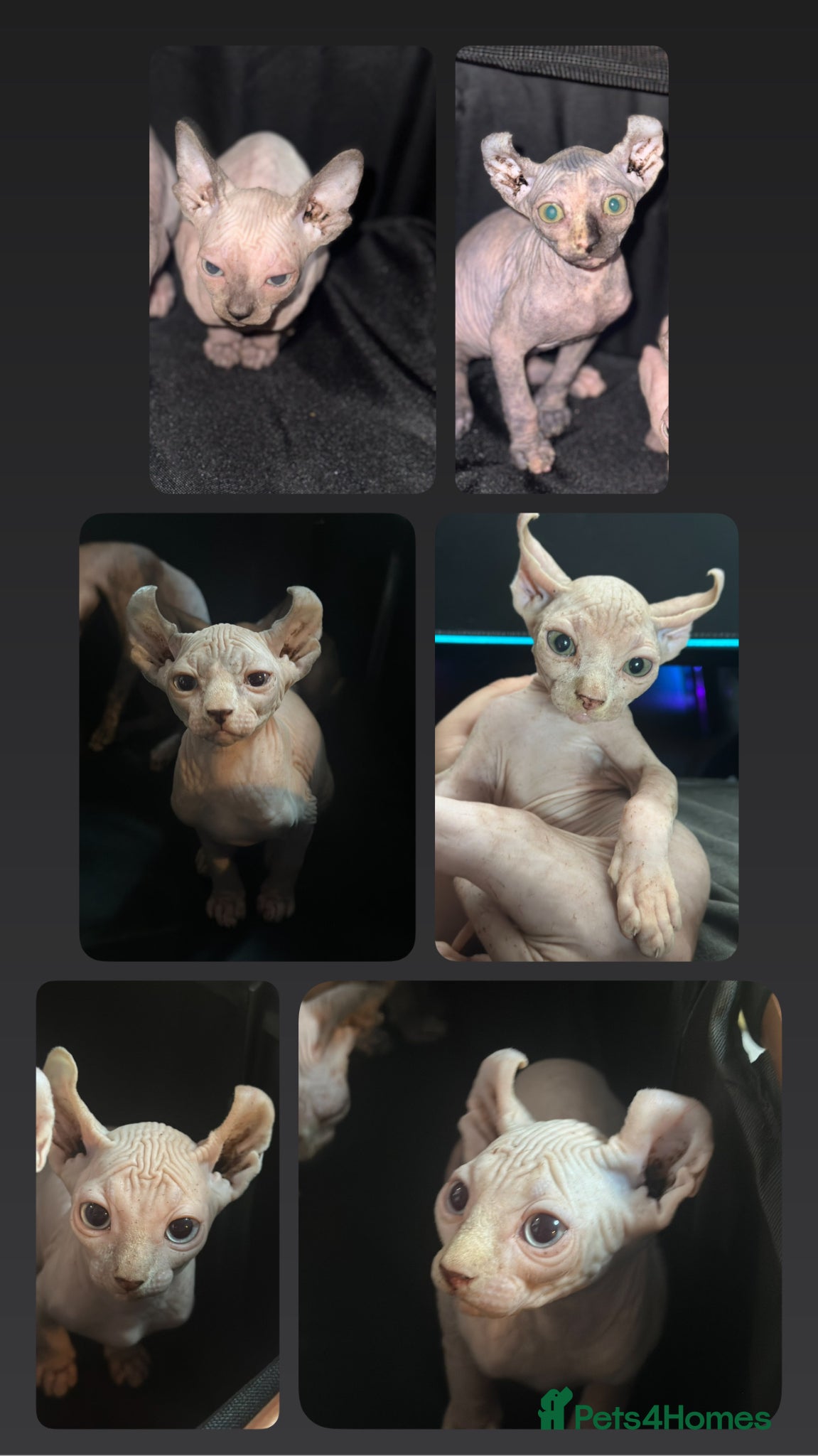 Sphynx cats loving sphynx kittens ready to leave now - Advert 7