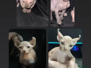 Sphynx cats loving sphynx kittens ready to leave now - Advert 7