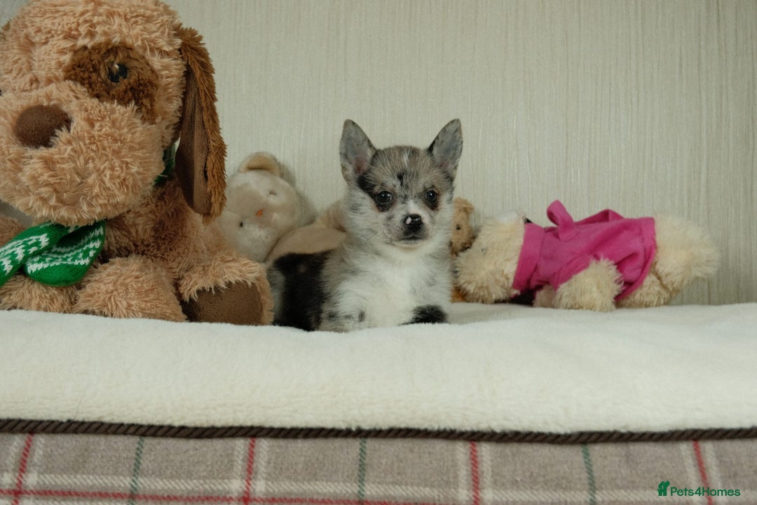 Pomsky dogs for sale: 5 tiny toy pomsky pups - Image 17