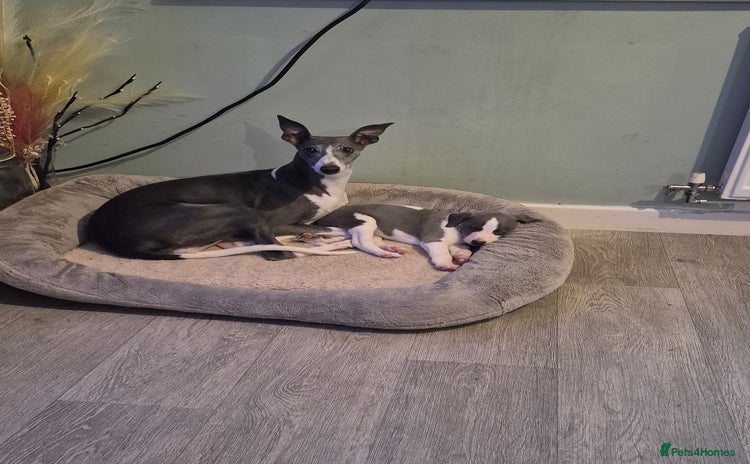 Whippet dogs - Advert 2
