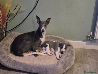 Whippet dogs - Advert 10