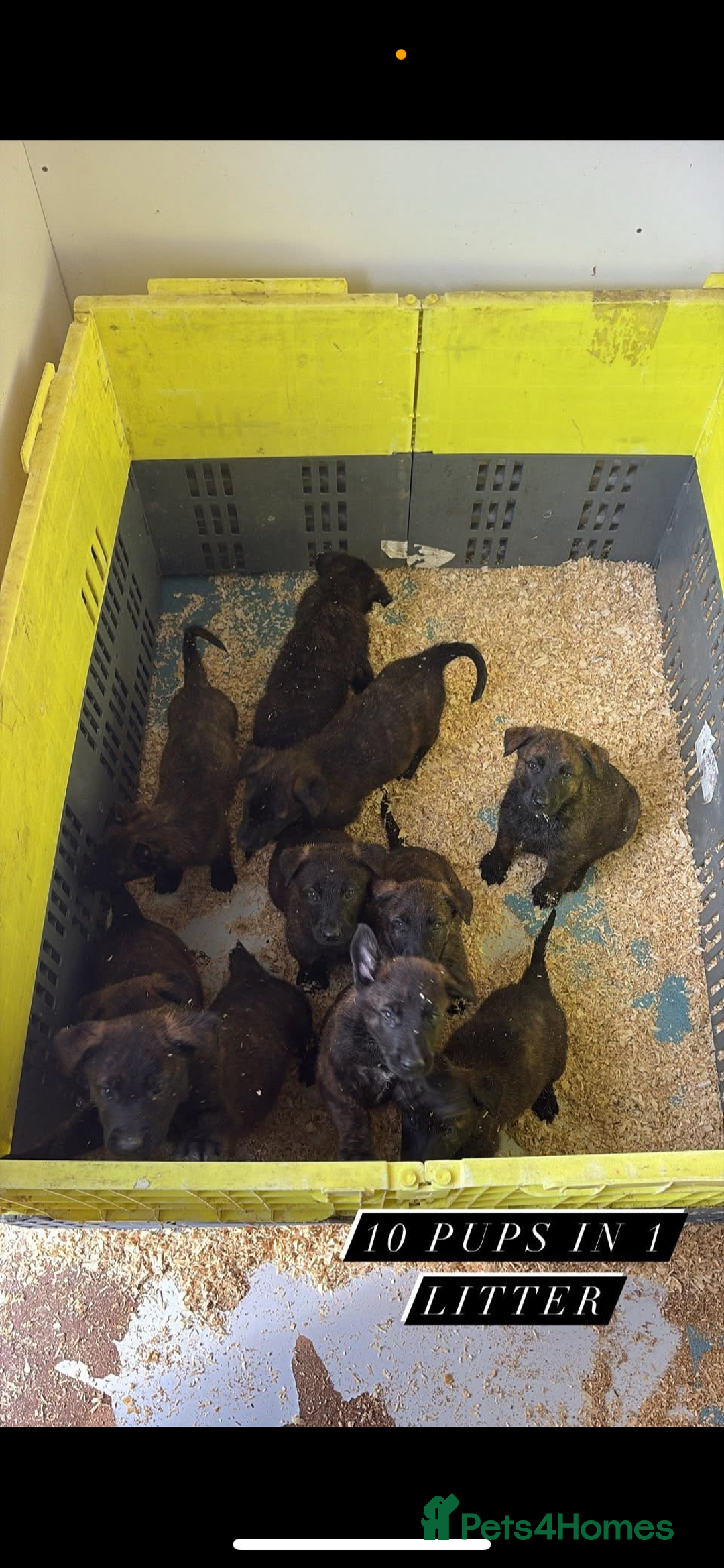 Mixed Breed dogs for sale: Dutch herder x German Shepherd pups - Image 8
