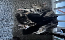 Mixed Breed cats for sale: 3 kittens - Advert 1