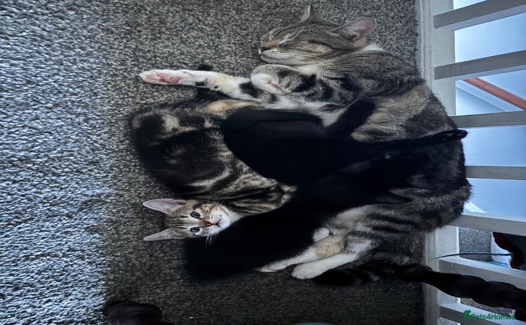 Mixed Breed cats 3 kittens - Advert 11