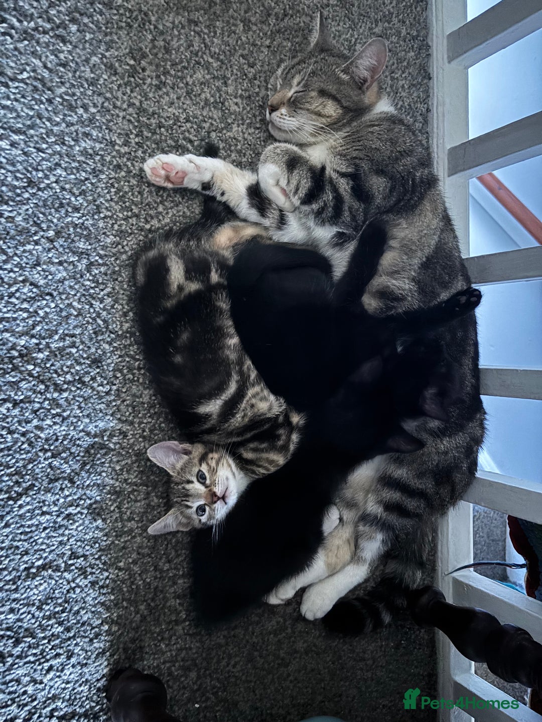 Mixed Breed cats for sale: 3 kittens - Advert 1