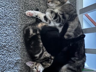 Mixed Breed cats for sale: 3 kittens - Advert 1