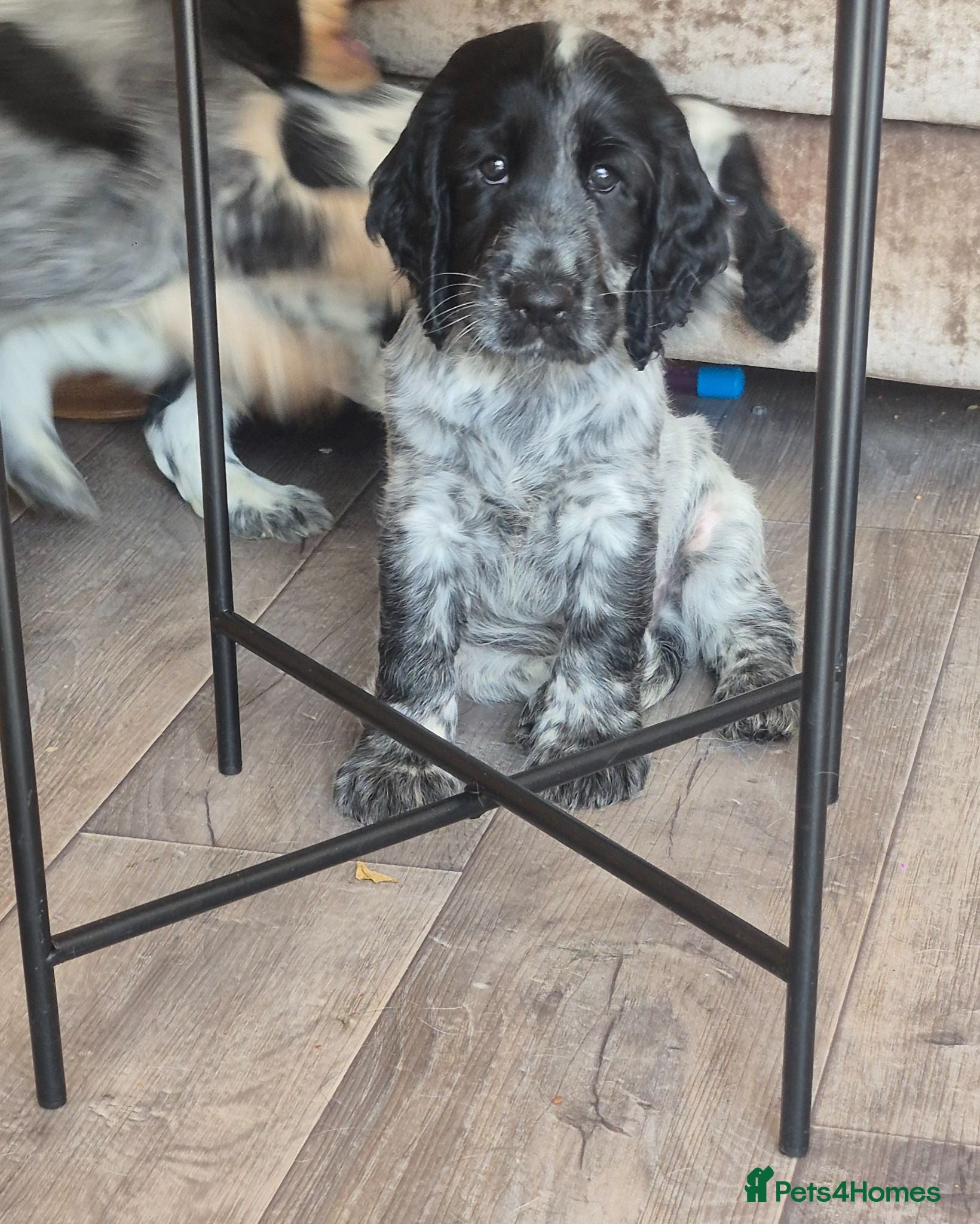 Cocker Spaniel dogs *last boy* Kc showtype cocker spaniel - Advert 1