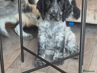 Cocker Spaniel dogs *last boy* Kc showtype cocker spaniel - Advert 1