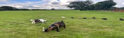 Goats livestock for sale: Two adorable castrated Pygmy goats  - Advert 4