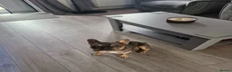 French Bulldog dogs for sale: REGGIE 9MTH OLD   - Advert 2