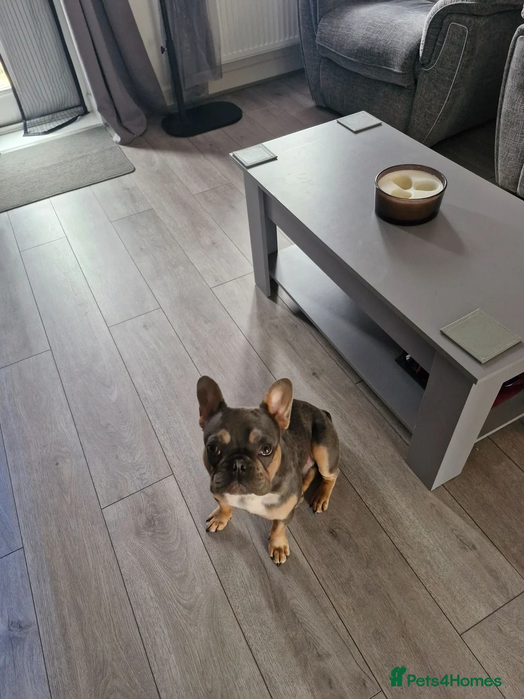 French Bulldog dogs for sale: REGGIE 9MTH OLD   - Advert 2