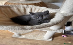 British Shorthair cats for sale: British blue short hair - Image 7