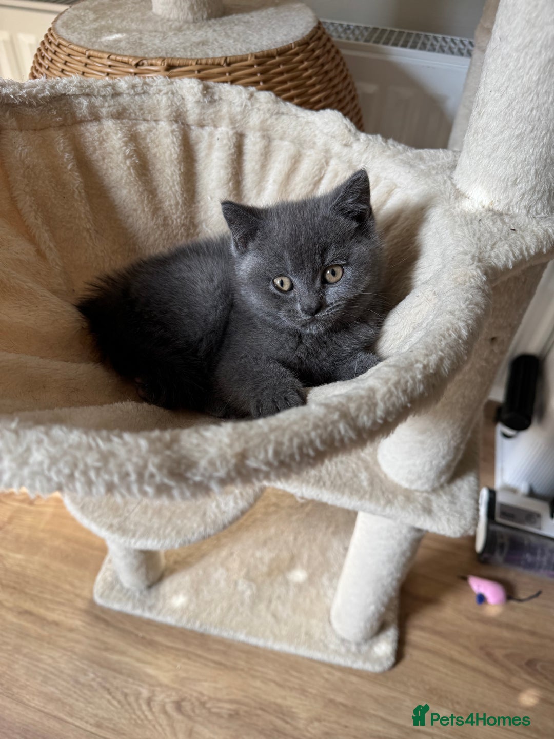 British Shorthair cats for sale: British blue short hair - Image 7