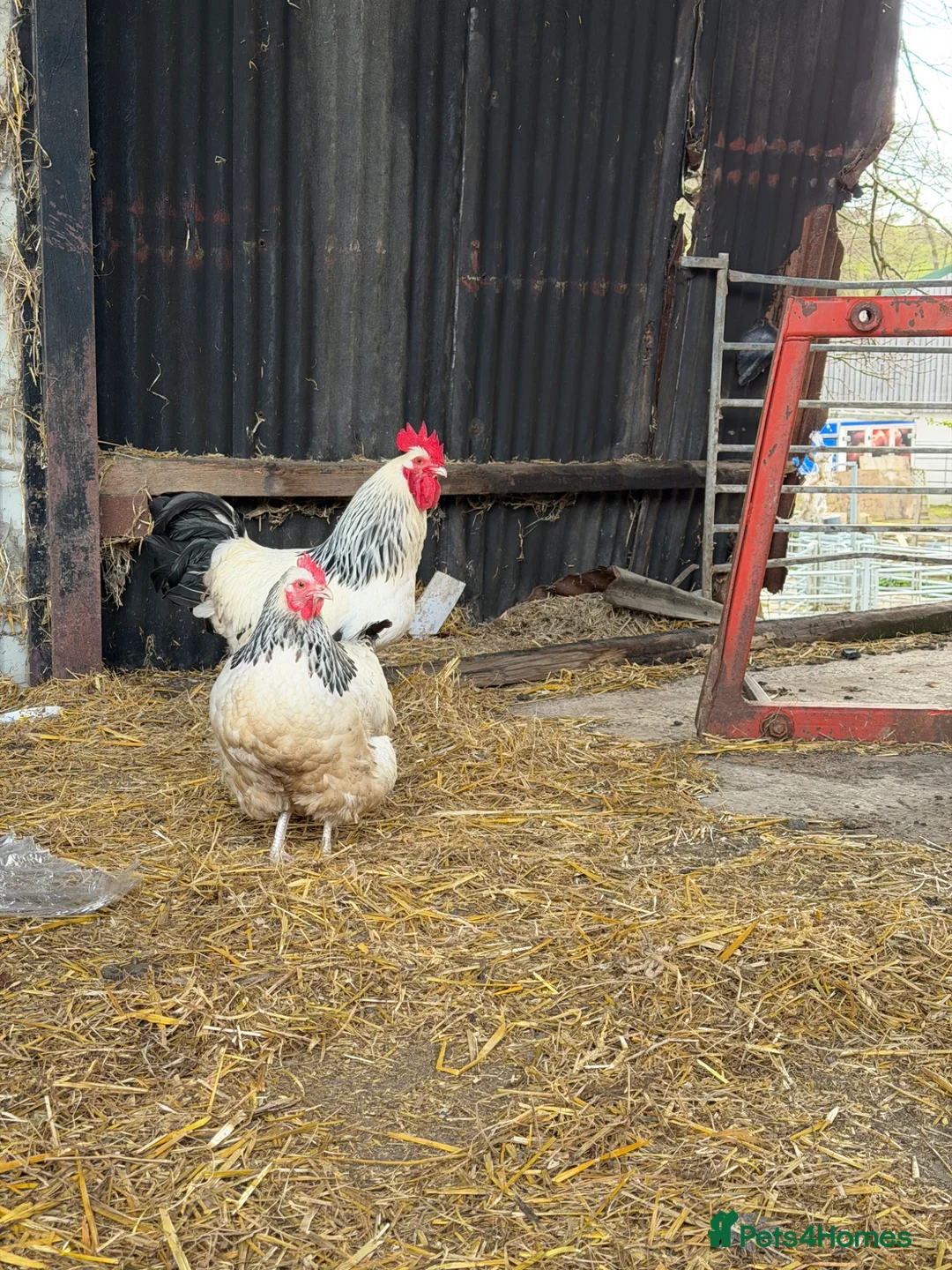 Hens poultry for sale: Light Sussex Hatching Eggs x6 - Advert 5