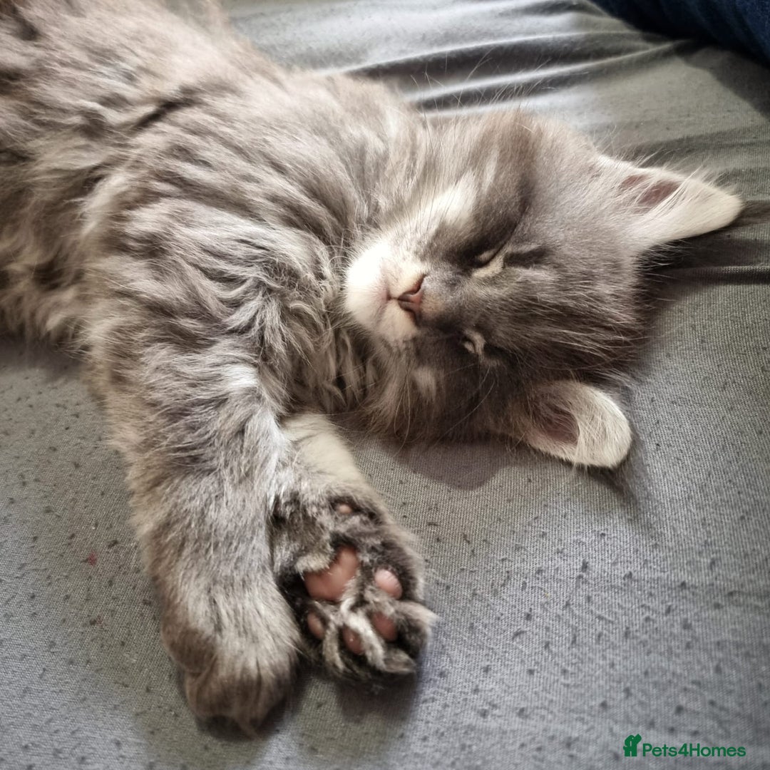Maine Coon cats for sale: 🐾 Three Majestic Pedigree Maine Coon Kittens! 🏡 - Advert 17