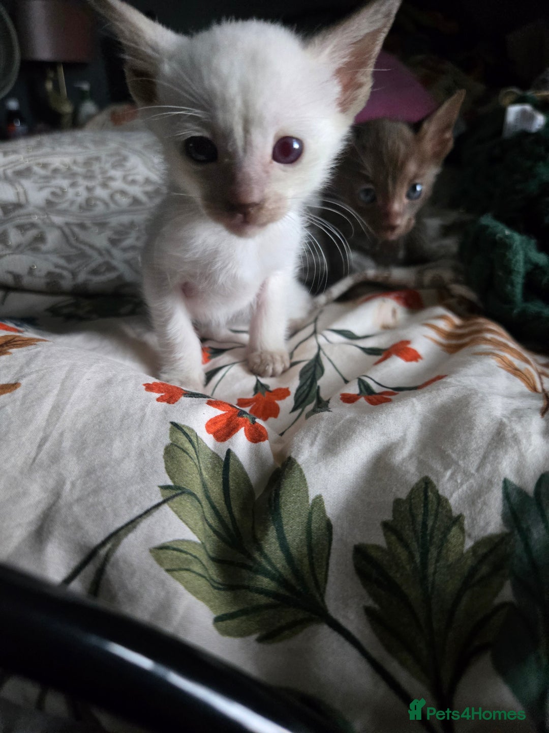 Siamese cats for sale: Only one c/point siamese little girl avaliable  - Advert 19