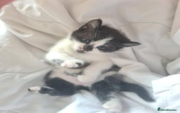 Mixed Breed cats for sale: 1 Cute kitten for sale  "" Price drop " - Image 9
