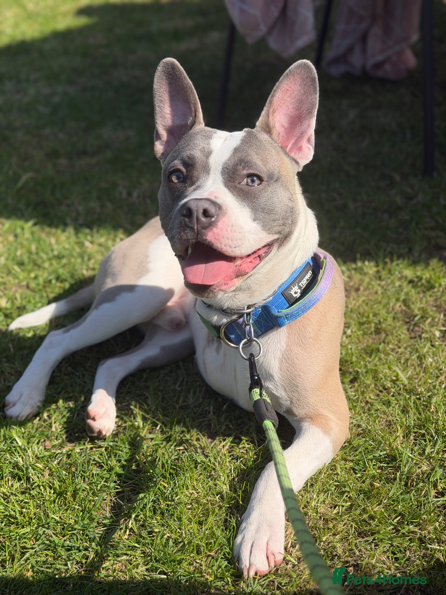 Mixed Breed dogs Max Frenchbulldog x Staffy / Tripod dog  - Advert 1