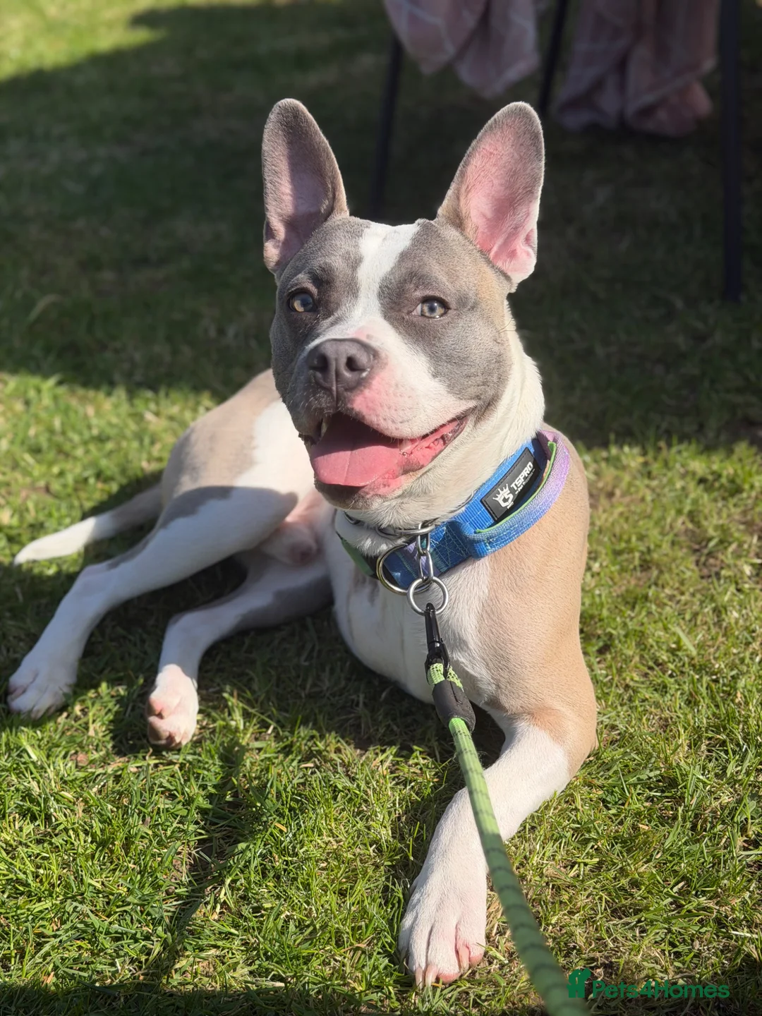 Mixed Breed dogs for adoption: Max Frenchbulldog x Staffy / Tripod dog  - Advert 1