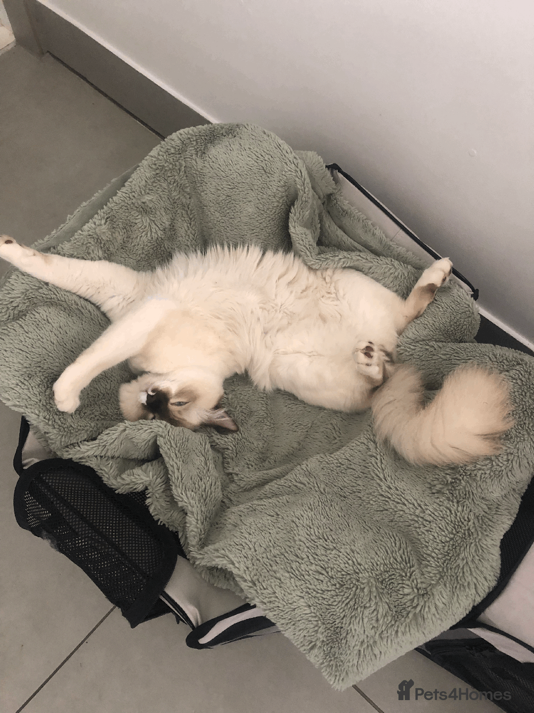 Ragdoll cats for sale: Looking for perfect furry companion? - Advert 3