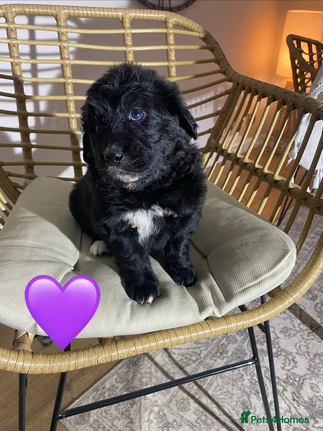 Mixed Breed dogs for sale: Golden Bernese Puppies 🖤🤍🤎 - Advert 18