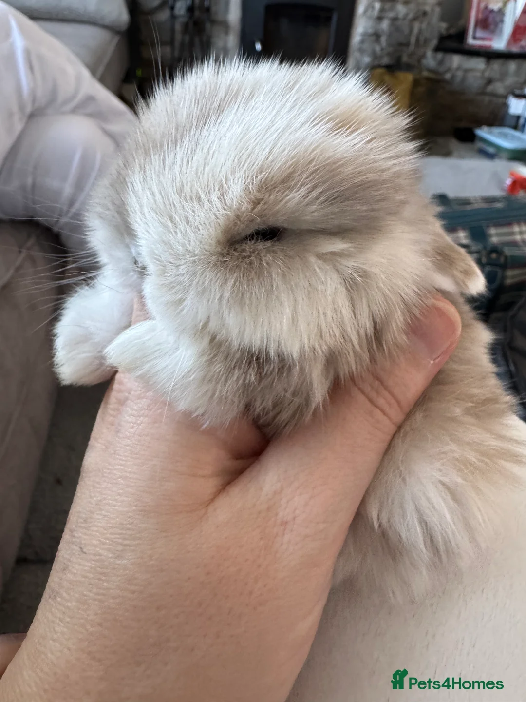 Mini Lop rabbits for sale: Beautiful mini lop babies  - Advert 2