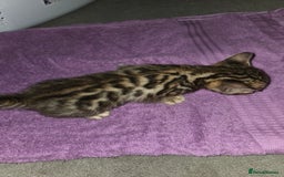 Bengal cats for sale: 2 stunning bengal kittens - Image 9