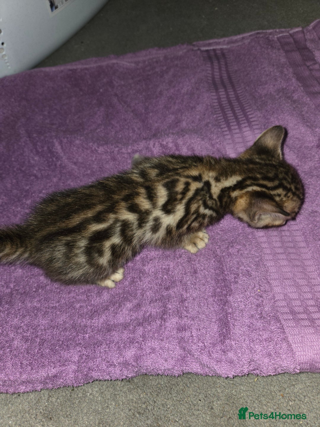 Bengal cats for sale: 2 stunning bengal kittens - Image 9