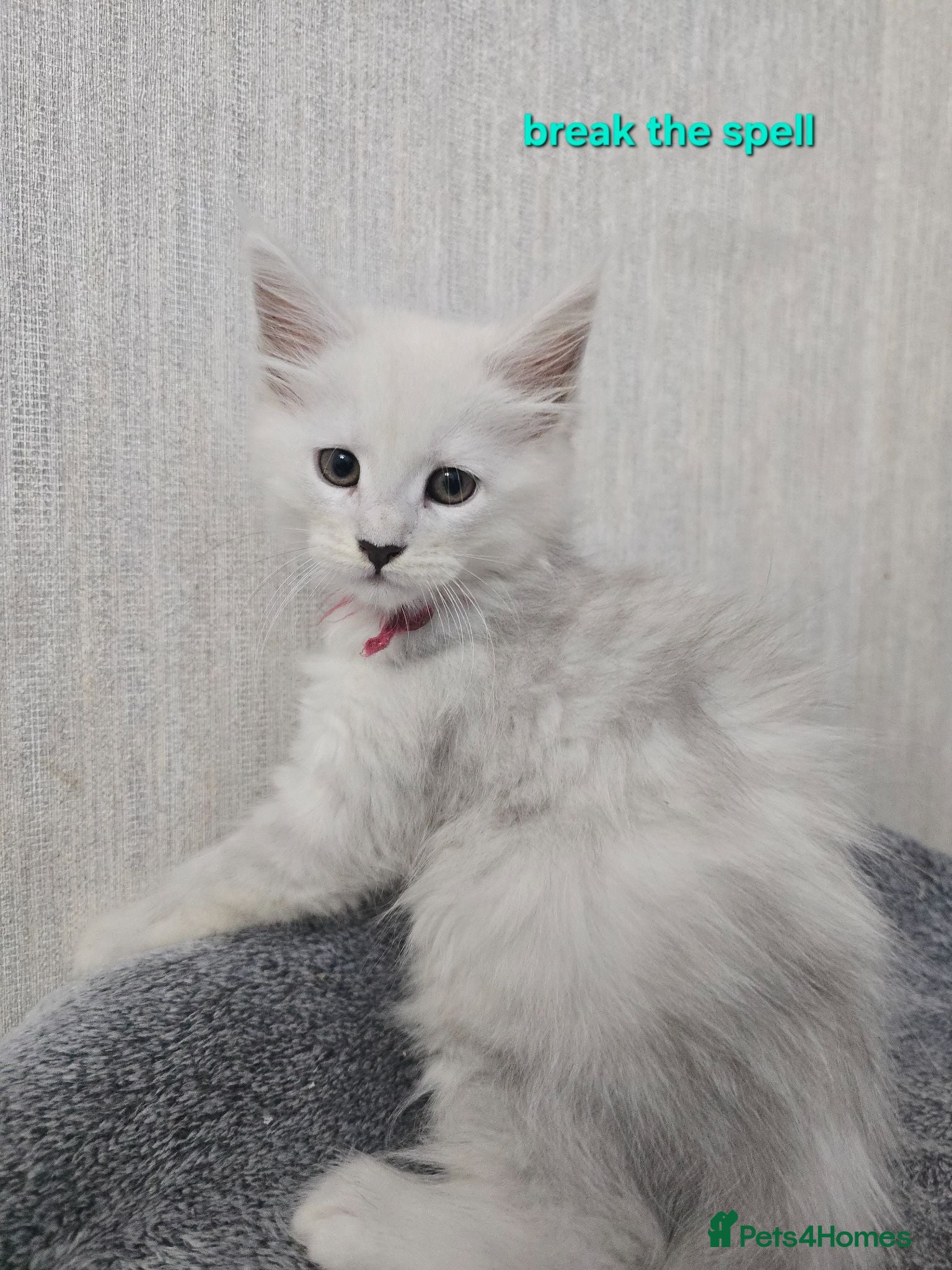 Maine Coon cats STUNNING RARE Maine Coons Shaded Shell Silver - Advert 1