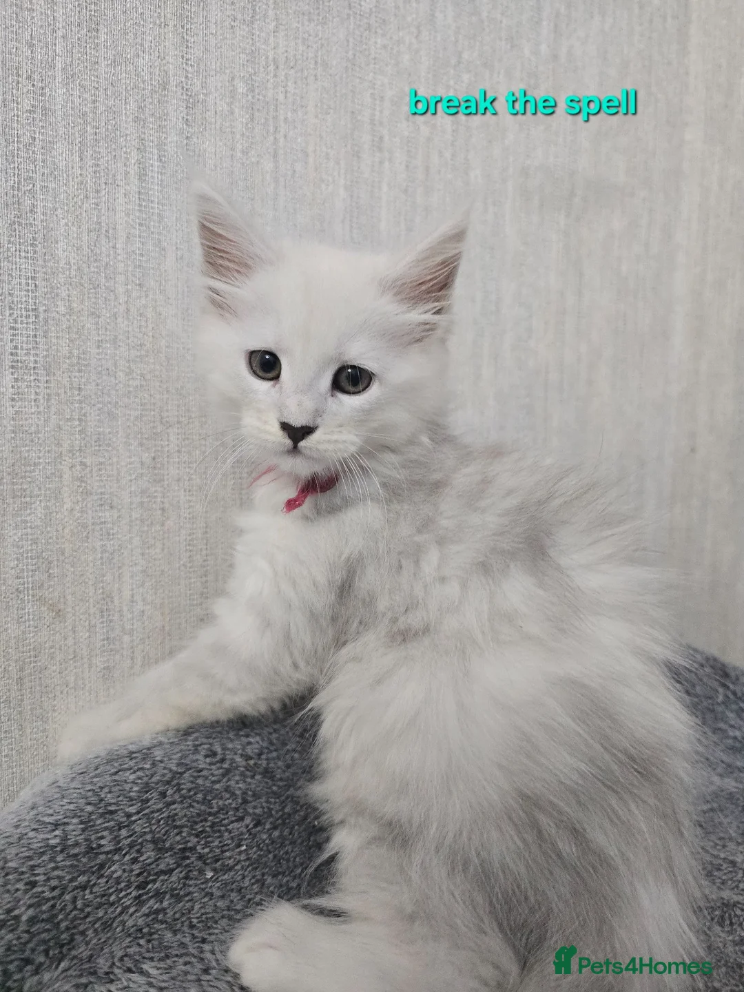 Maine Coon cats for sale: STUNNING RARE Maine Coons Shaded Shell Silver - Advert 1