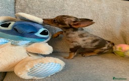 Mixed Breed dogs for sale: Chihuahua x  - Image 25