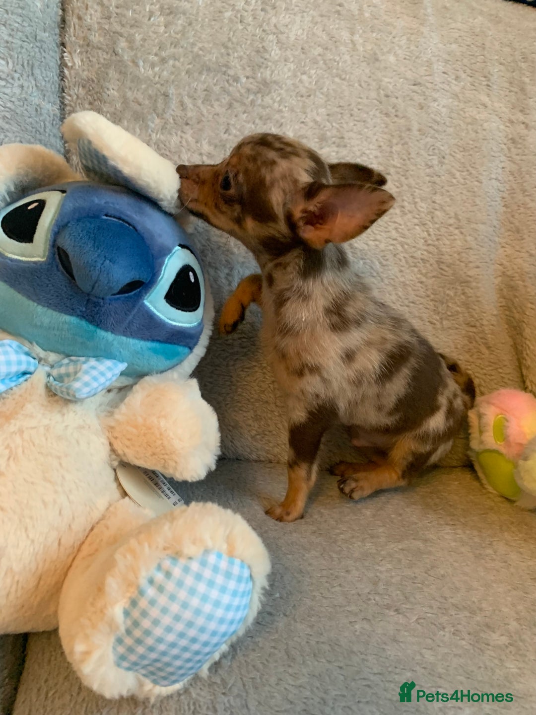 Mixed Breed dogs for sale: Chihuahua x  - Image 25