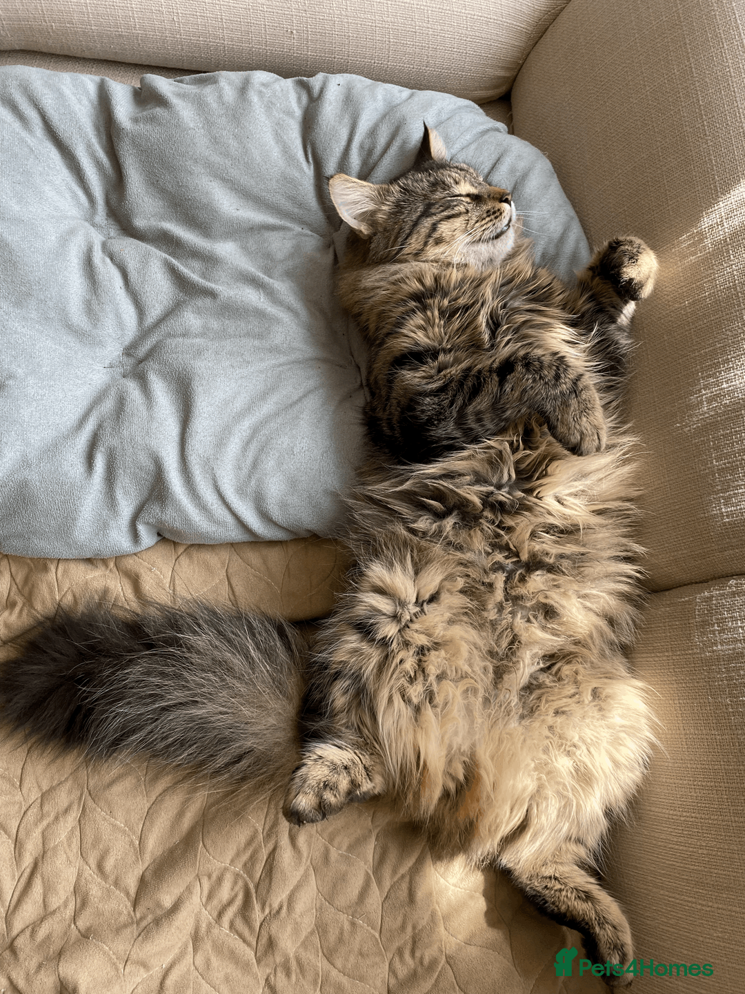 Maine Coon cats for sale: Three adorable Maine Coon Kittens For Sale  - Advert 40