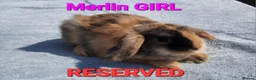 Mixed Breed rabbits for sale: Beautiful Mixed Breed Babies - Advert 9
