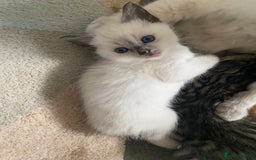 Mixed Breed cats for sale: Ragdoll x Tabbie - Image 12