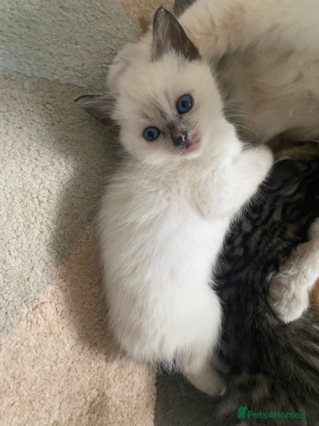 Mixed Breed cats for sale: Ragdoll x Tabbie - Image 12