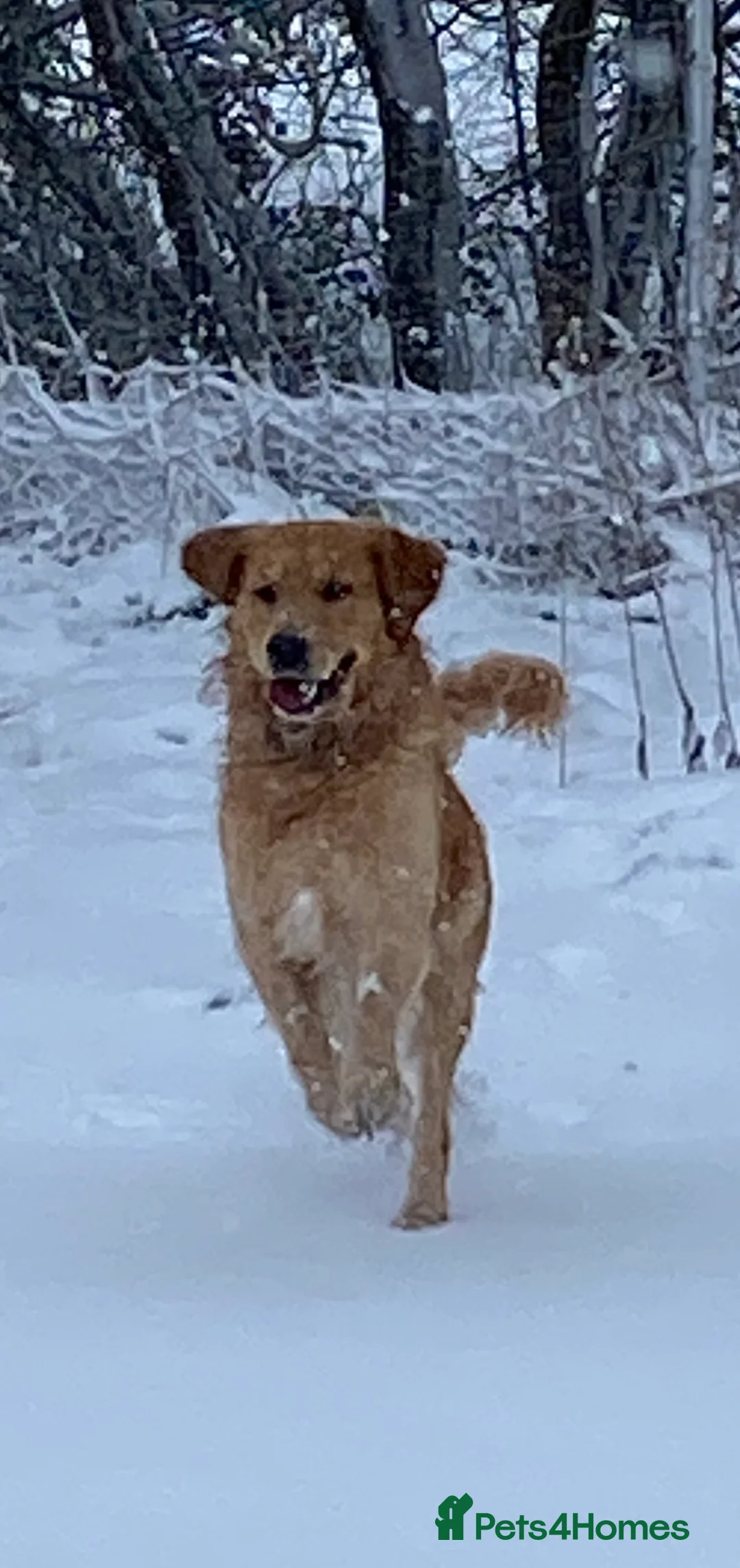 Golden Retriever dogs for stud: stunning golden retriever stud dog in Bury Saint Edmunds - Advert 6