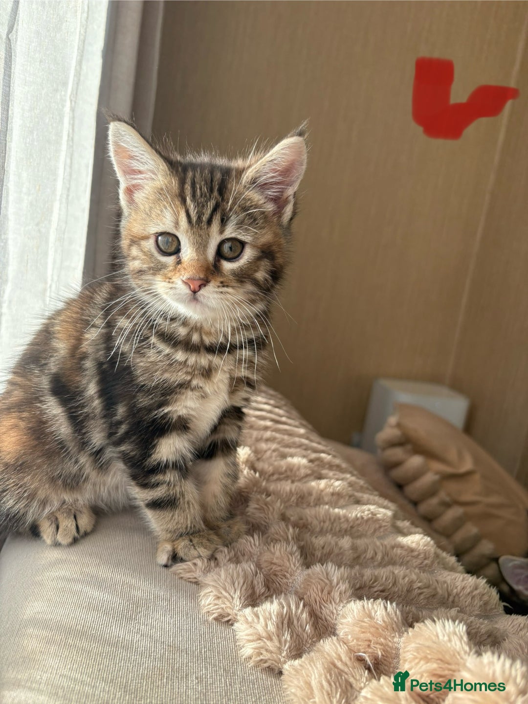 Maine Coon cats for sale: Maine Coon Kittens — Fluffy, Friendly - Advert 17