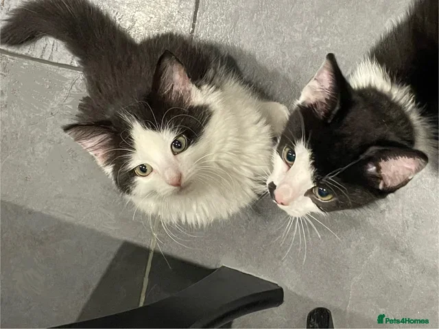 Mixed Breed cats Beautiful Playful Young Cats - Advert 22