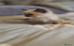 Ragdoll cats for sale: Ragdoll kittens - Image 10