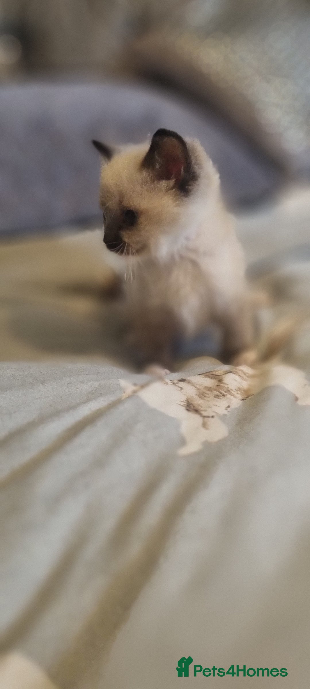 Ragdoll cats for sale: Ragdoll kittens - Image 10