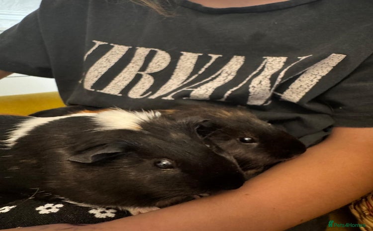 Guinea Pig rodents - Advert 1